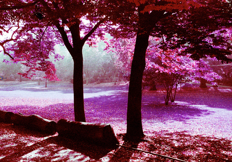 Lomochrome Purple Film Sample Photo - Purple Foliage