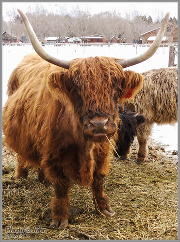 Samsung Galaxy Camera - Horny Cow Sample Photo
