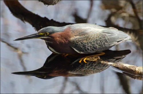 Green Heron Fishing by wfooshee