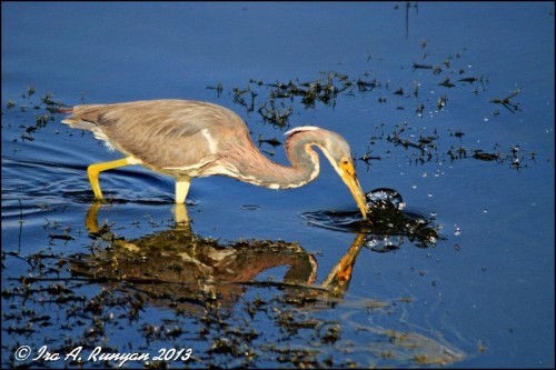 Tri-colored Heron - Fishing Technique by Ira Runyan