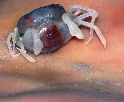 Oyster Crab (Zaops ostreus) by Don Schaeffer