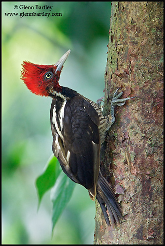 Pale-billed Woodpecker (Costa Rica) by Glenn Bartley