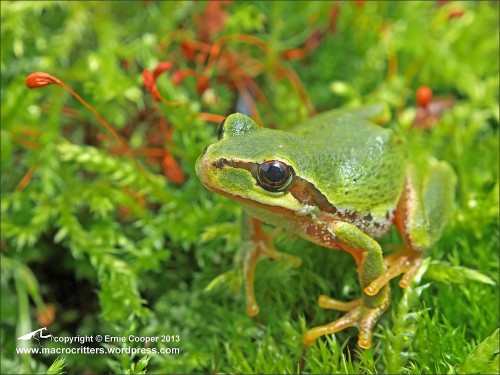 Pacific Tree Frog by Ecooper