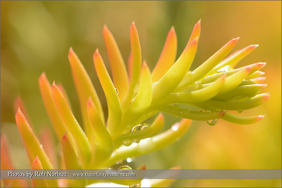 Nikon D7100 - Flower Macro Sample Photo