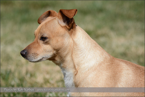 Nikon D7100 Doggy Sample Photo - Horchata