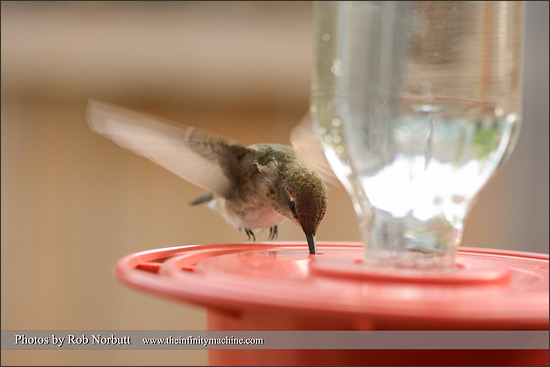 Nikon D7100 - Hummingbird Sample Photo