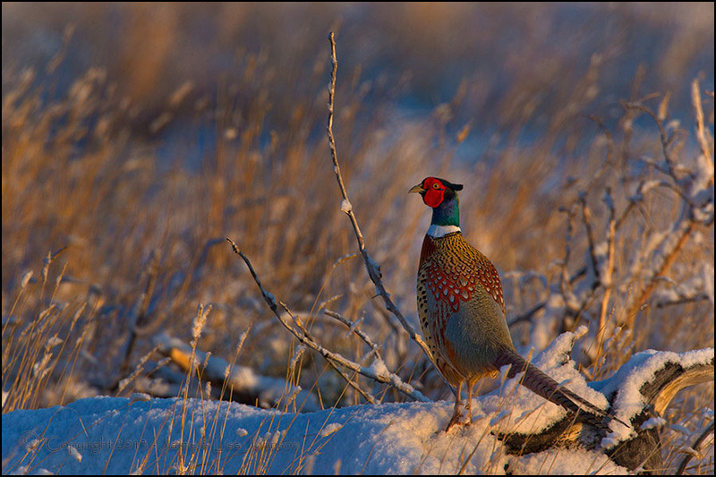 "Early Morning Pheasant" by jaimej26