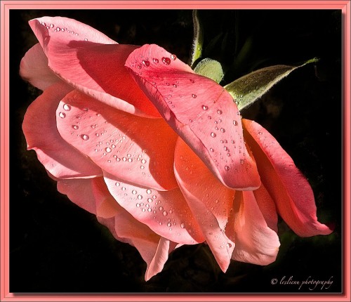 Salmon Colored Rose by Leslienu
