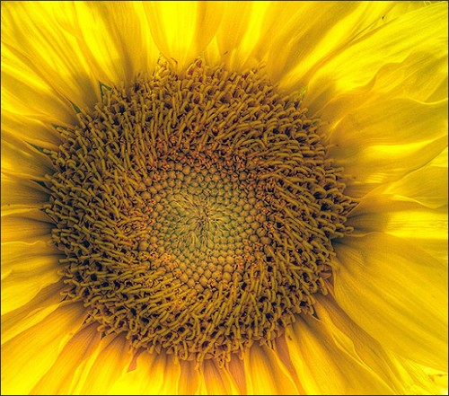 Sunflower Eye by arne saknussen