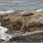 Sea Lion Cove - Point Lobos - Big Sur