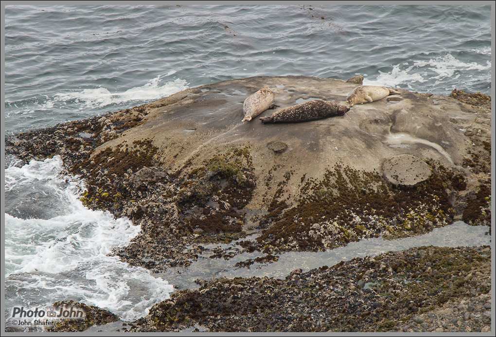 Sea Lion Cove - Point Lobos - Big Sur