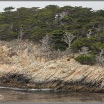 Cliffs & Cypress Trees - Point Lobos - Big Sur