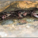 Crabs - Point Lobos - Big Sur, California