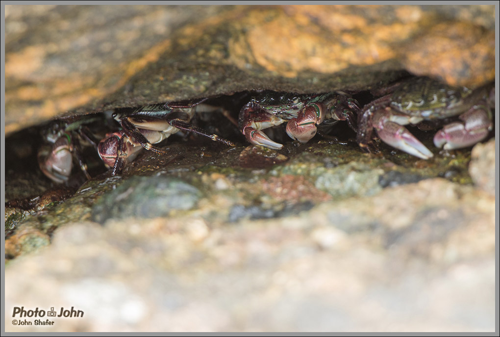 Crabs - Point Lobos - Big Sur, California