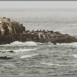 Sea Lions - Point Lobos - Big Sur, California