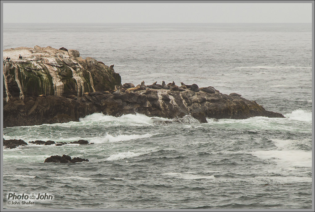 Sea Lions - Point Lobos - Big Sur, California