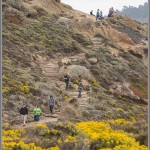 Trail & Wildflowers - Point Lobos - Big Sur