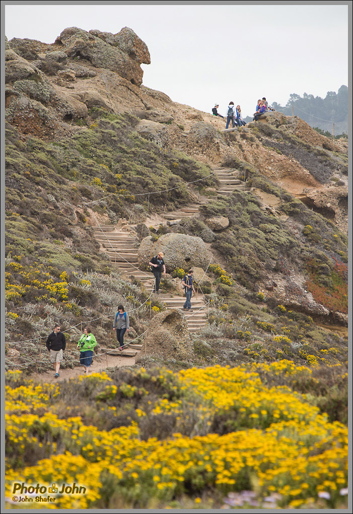 Trail & Wildflowers - Point Lobos - Big Sur