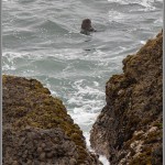 Sea Otter - Point Lobos - Big Sur