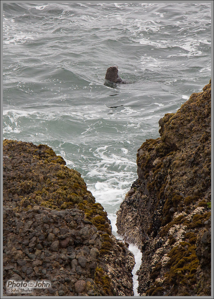 Sea Otter - Point Lobos - Big Sur