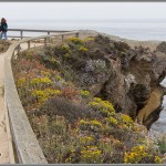 The Hanging Garden - Point Lobos - Big Sur