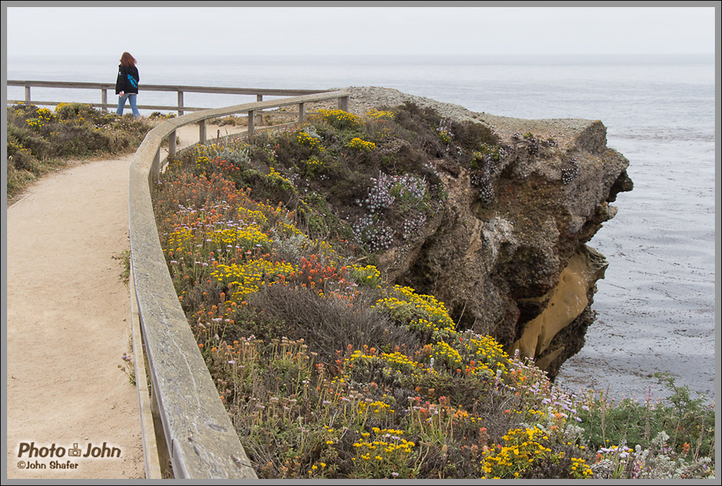 The Hanging Garden - Point Lobos - Big Sur