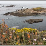 Wildflowers at Point Lobos - Big Sur