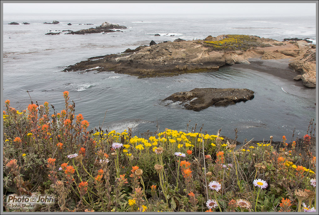 Wildflowers at Point Lobos - Big Sur