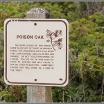 Poison Oak - Big Sur, California