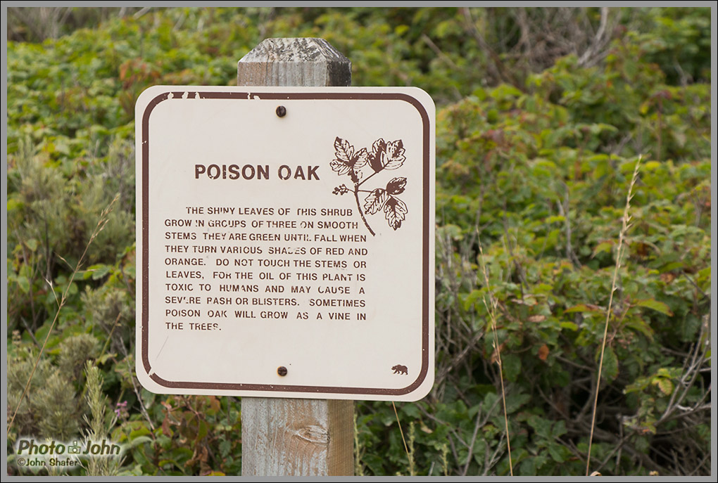 Poison Oak - Big Sur, California