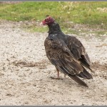 Turkey Vulture - Big Sur, California