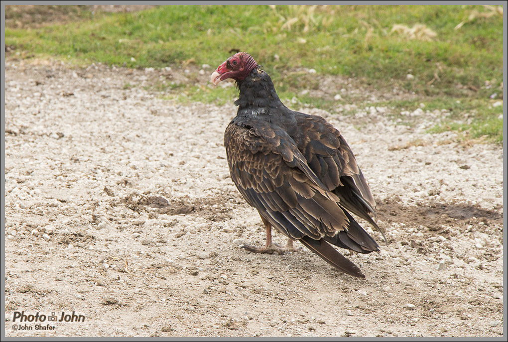 Turkey Vulture - Big Sur, California