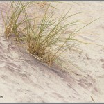 Purple Sand - Pfeiffer Beach - Big Sur, California