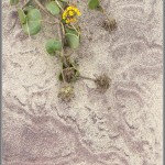 Purple Sand & Yellow Sand Verbena - Pfeiffer Beach - Big Sur