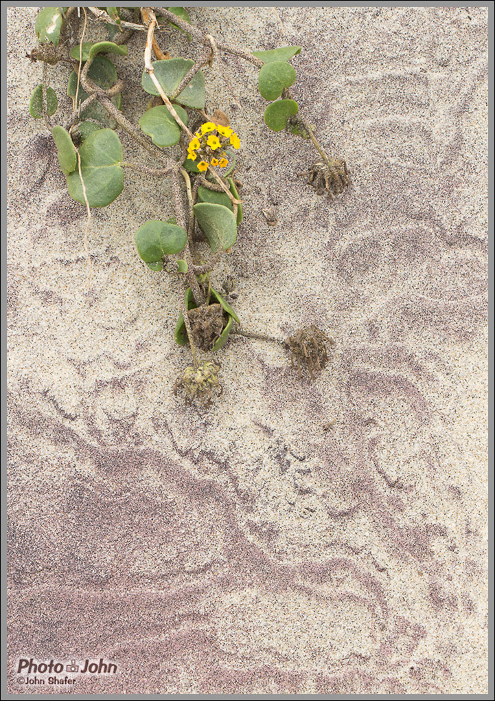 Purple Sand & Yellow Sand Verbena - Pfeiffer Beach - Big Sur