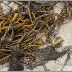 Kelp - Pfeiffer Beach - Big Sur