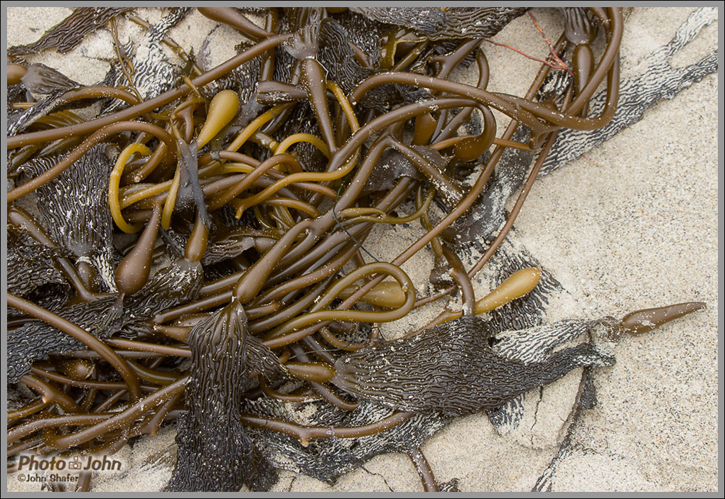 Kelp - Pfeiffer Beach - Big Sur