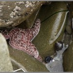 Tidepool & Starfish - Pfeiffer Beach - Big Sur