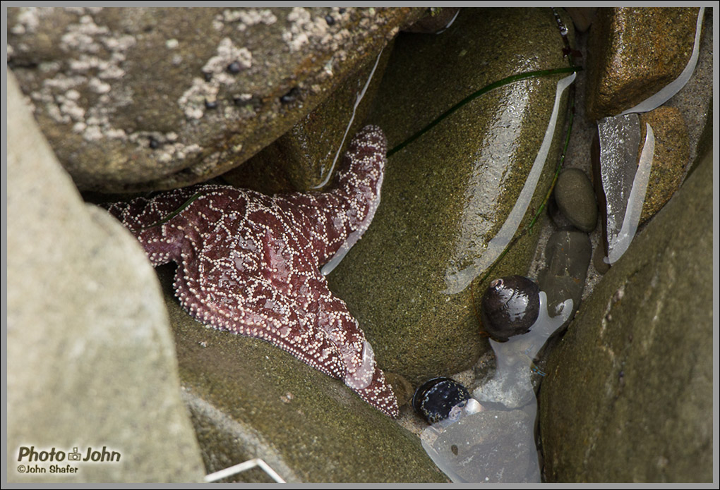 Tidepool & Starfish - Pfeiffer Beach - Big Sur