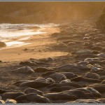 Elephant Seals On The Beach At Sunset