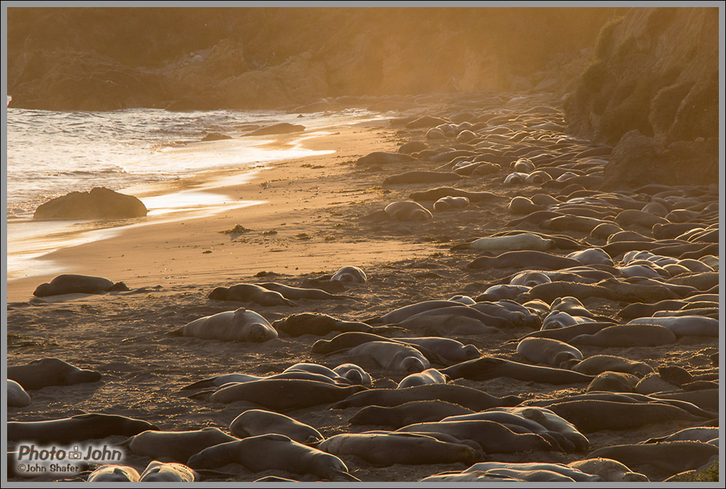Elephant Seals On The Beach At Sunset