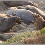 Elephant Seals - Piedras Blancas Elephant Seal Rookery
