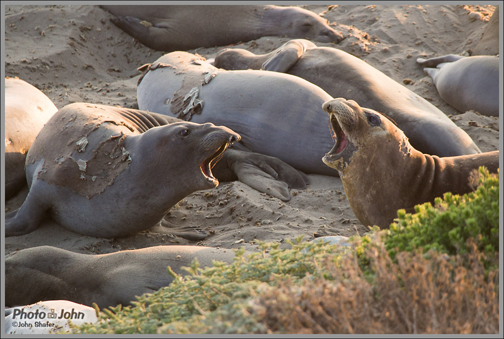 Elephant Seals - Piedras Blancas Elephant Seal Rookery