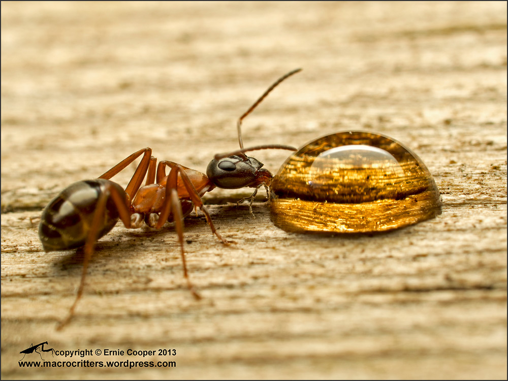 "Ant Drinking Maple Syrup" by  Ecooper