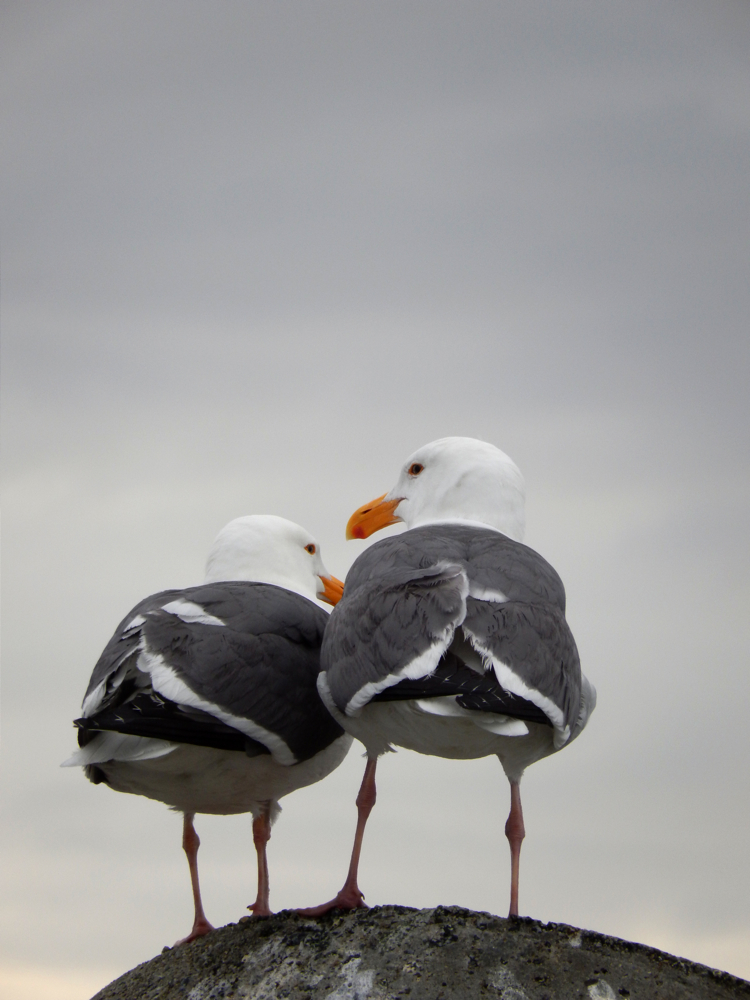 Nikon Coolpix S9500 - Seagulls