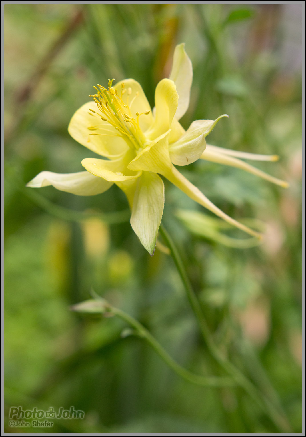 Sigma 18-35mm f/1.8 - Flower Bokeh Sample Photo