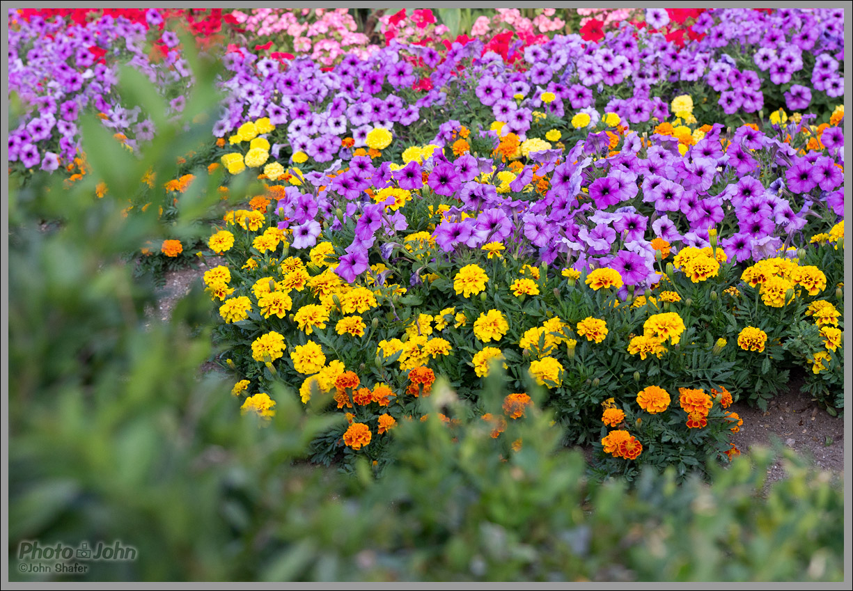 Sigma 18-35mm f/1.8 - Flowerbed Sample Photo