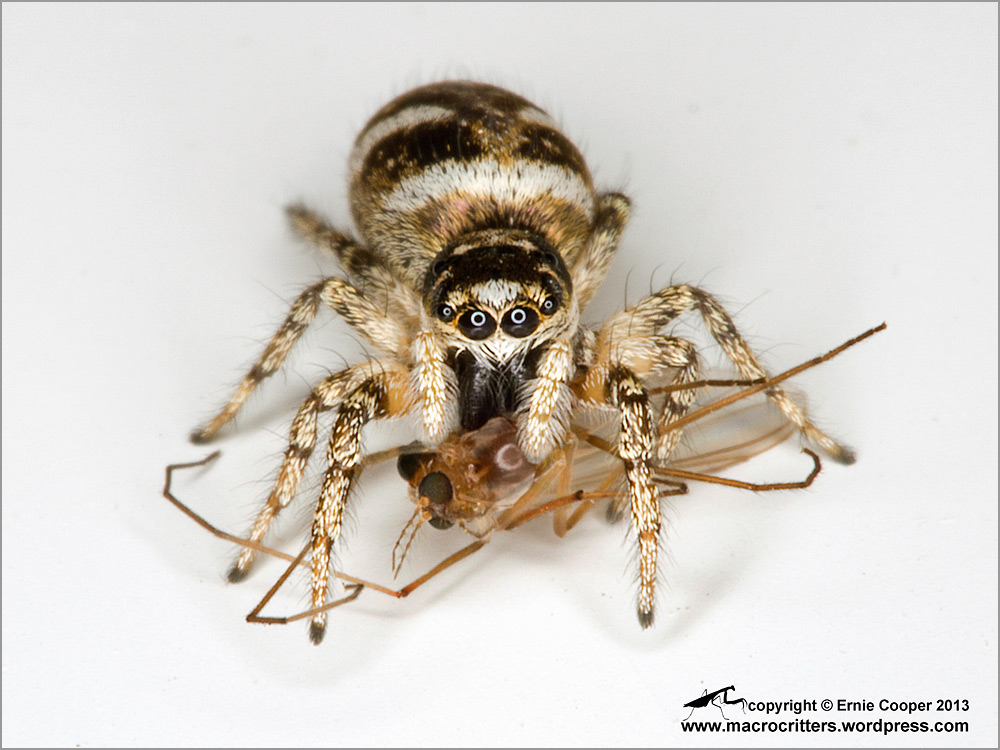 "Jumping Spider Pic (On White) " by Ecooper