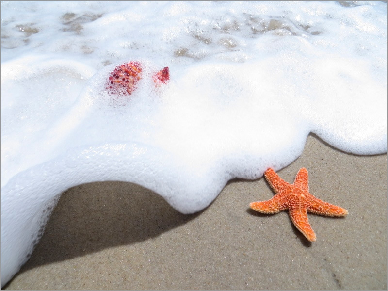 "Starfish and Seafoam" by Pam D