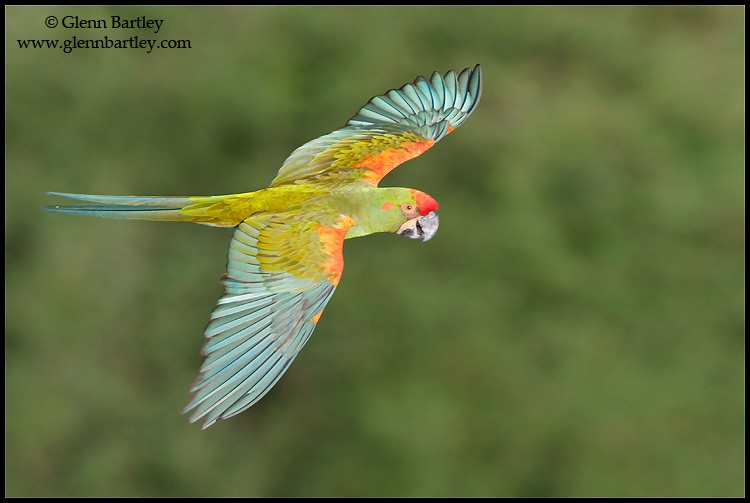 "Red-fronted Macaw (Bolivia)" by Glenn Bartley